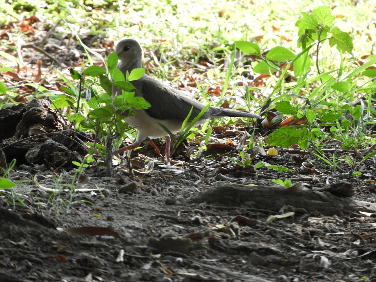 White-tipped Dove - ML417738721