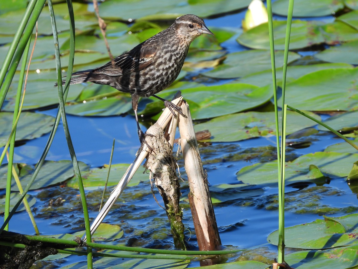 Red-winged Blackbird - ML417739461