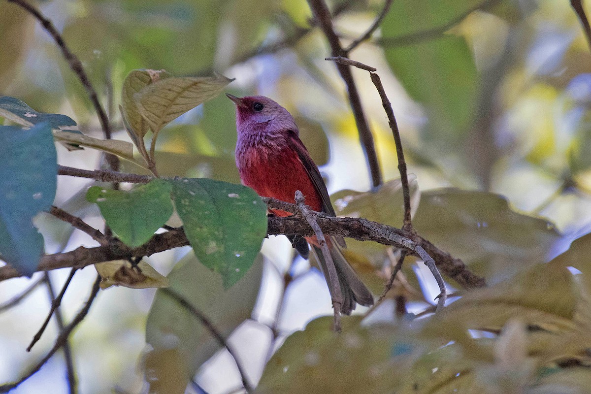 Pink-headed Warbler - ML417739801