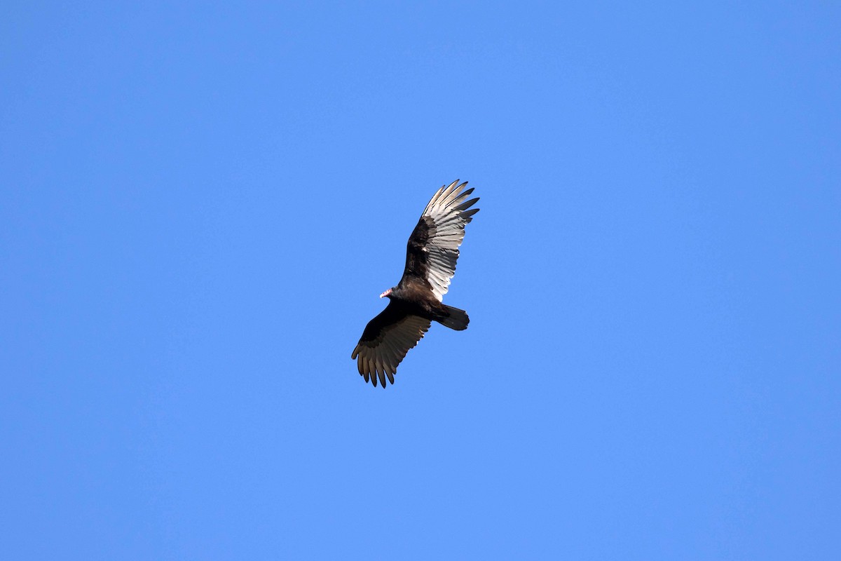 Turkey Vulture - ML417740151