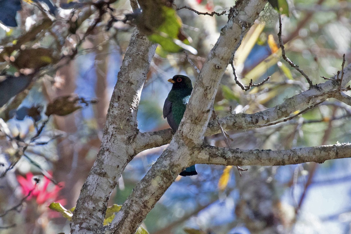 Trogon montagnard - ML417740611