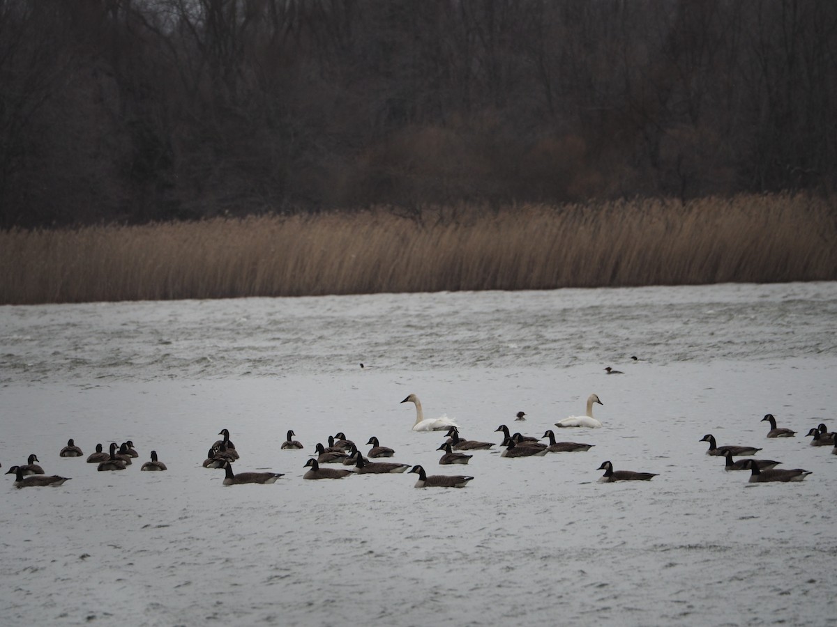 Trumpeter Swan - ML417740781