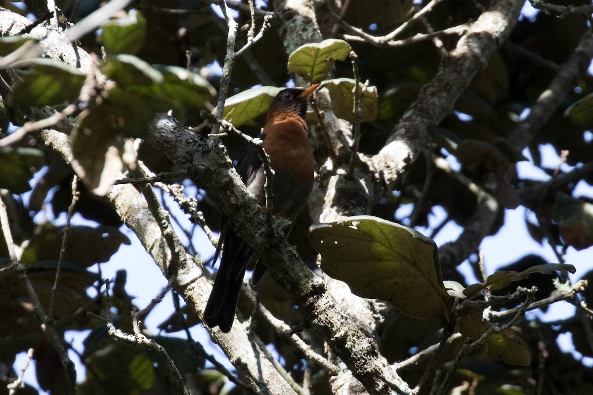 Rufous-collared Robin - ML417741161