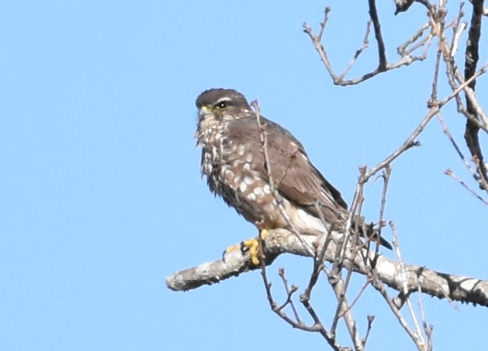 Merlin - ML417741621