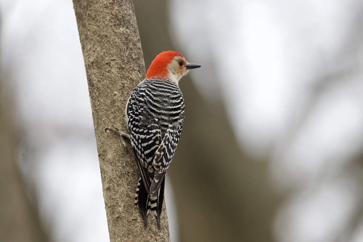 Red-bellied Woodpecker - ML417741661