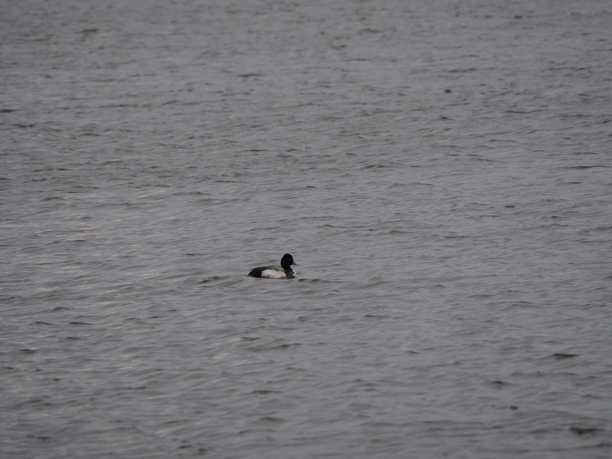 Lesser Scaup - ML417742101