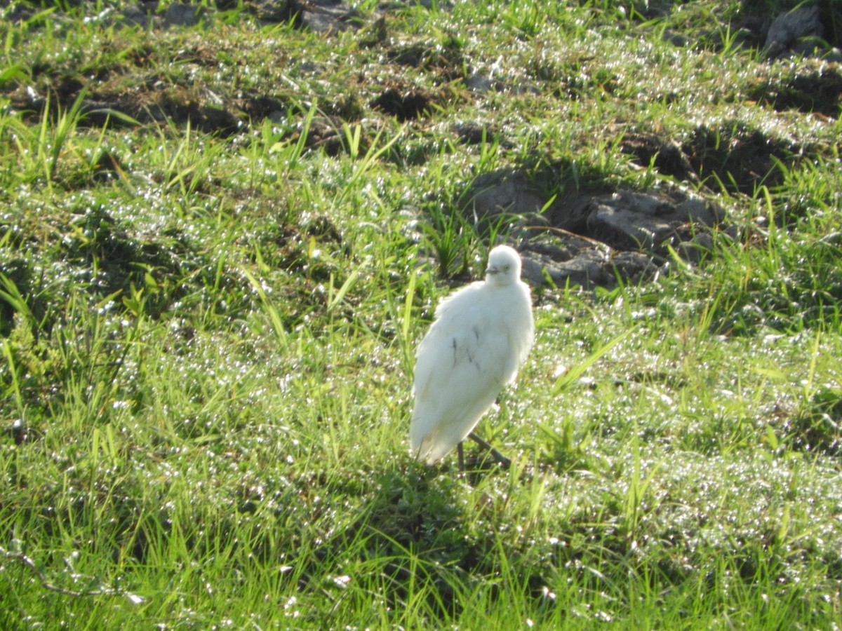 Aigrette neigeuse - ML417742461