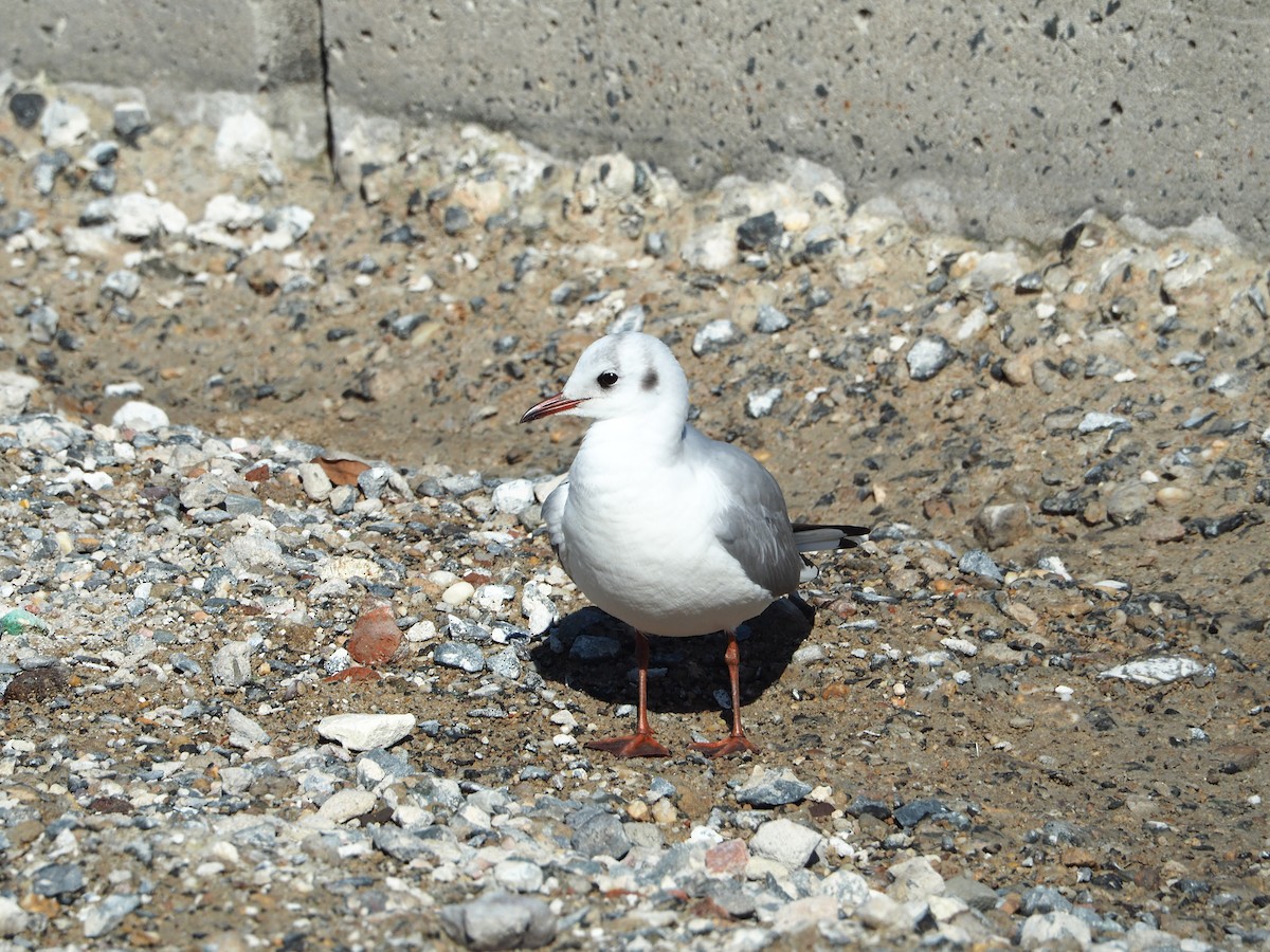 Black-headed Gull - ML417742601