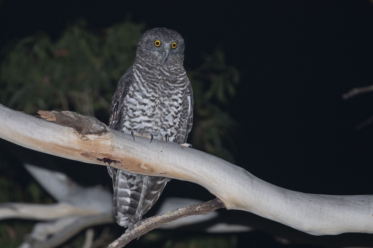 Powerful Owl - ML417742781