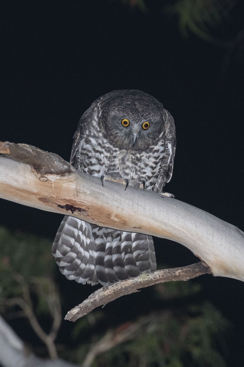 Powerful Owl - ML417742791