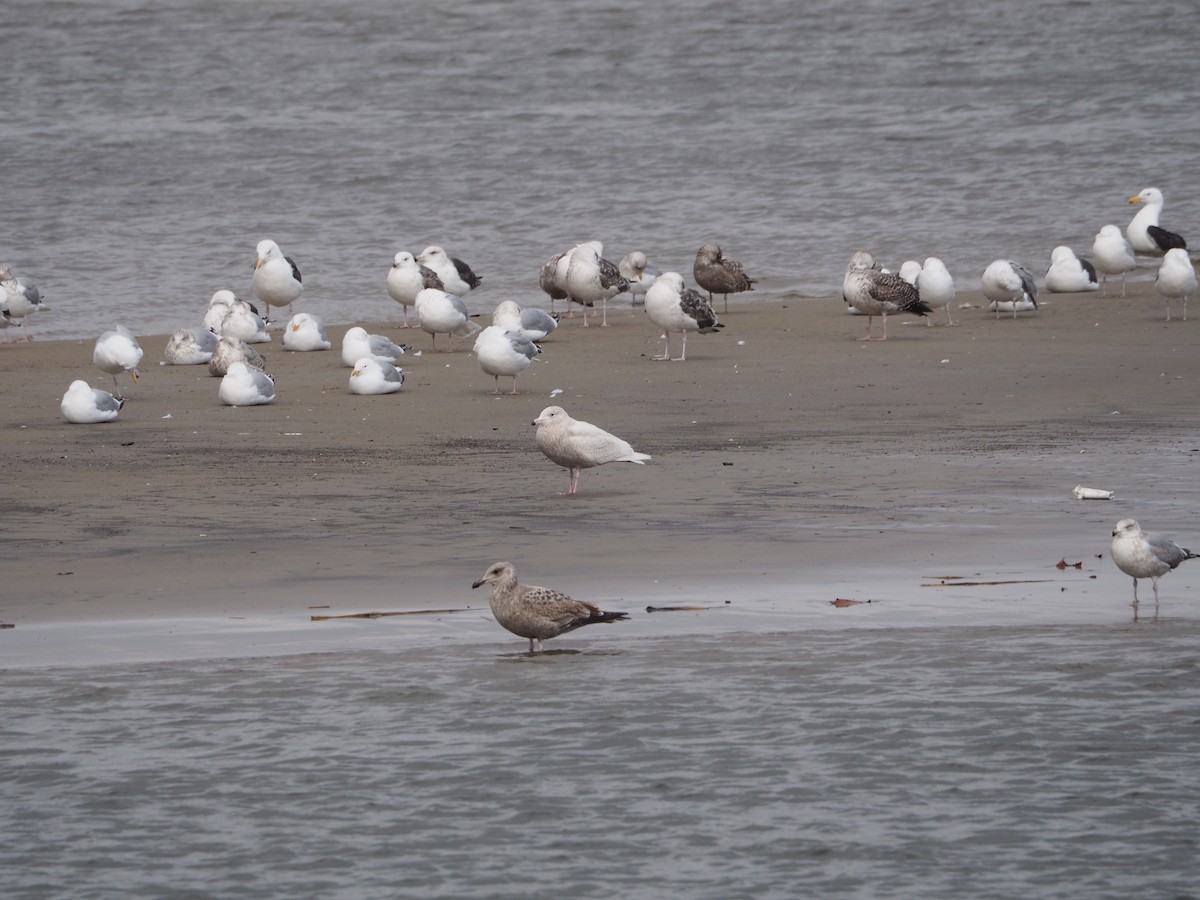 Glaucous Gull - ML417742901