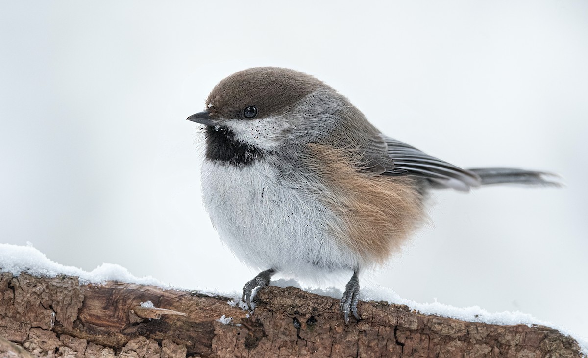 Mésange à tête brune - ML417743011