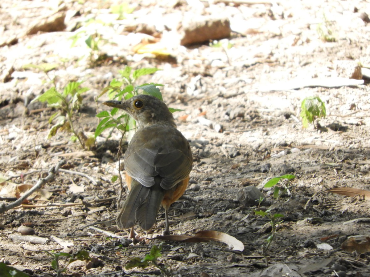 Rufous-bellied Thrush - Silvia Enggist