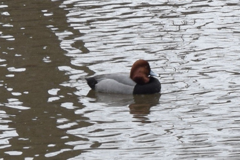 Redhead - ML417746081