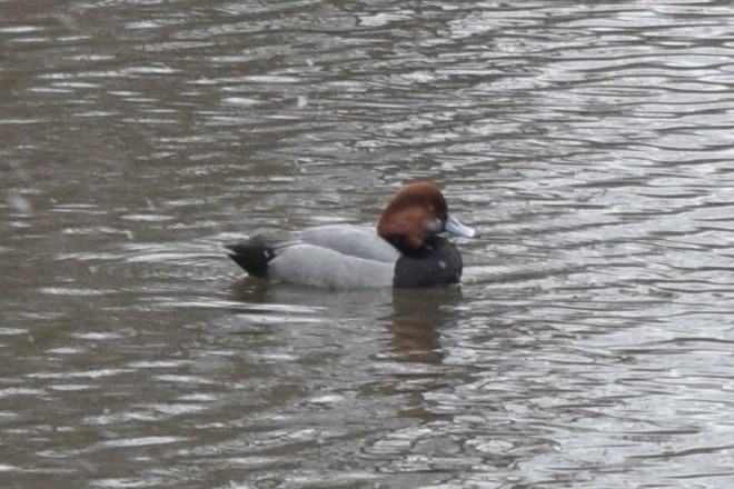 Redhead - ML417746091