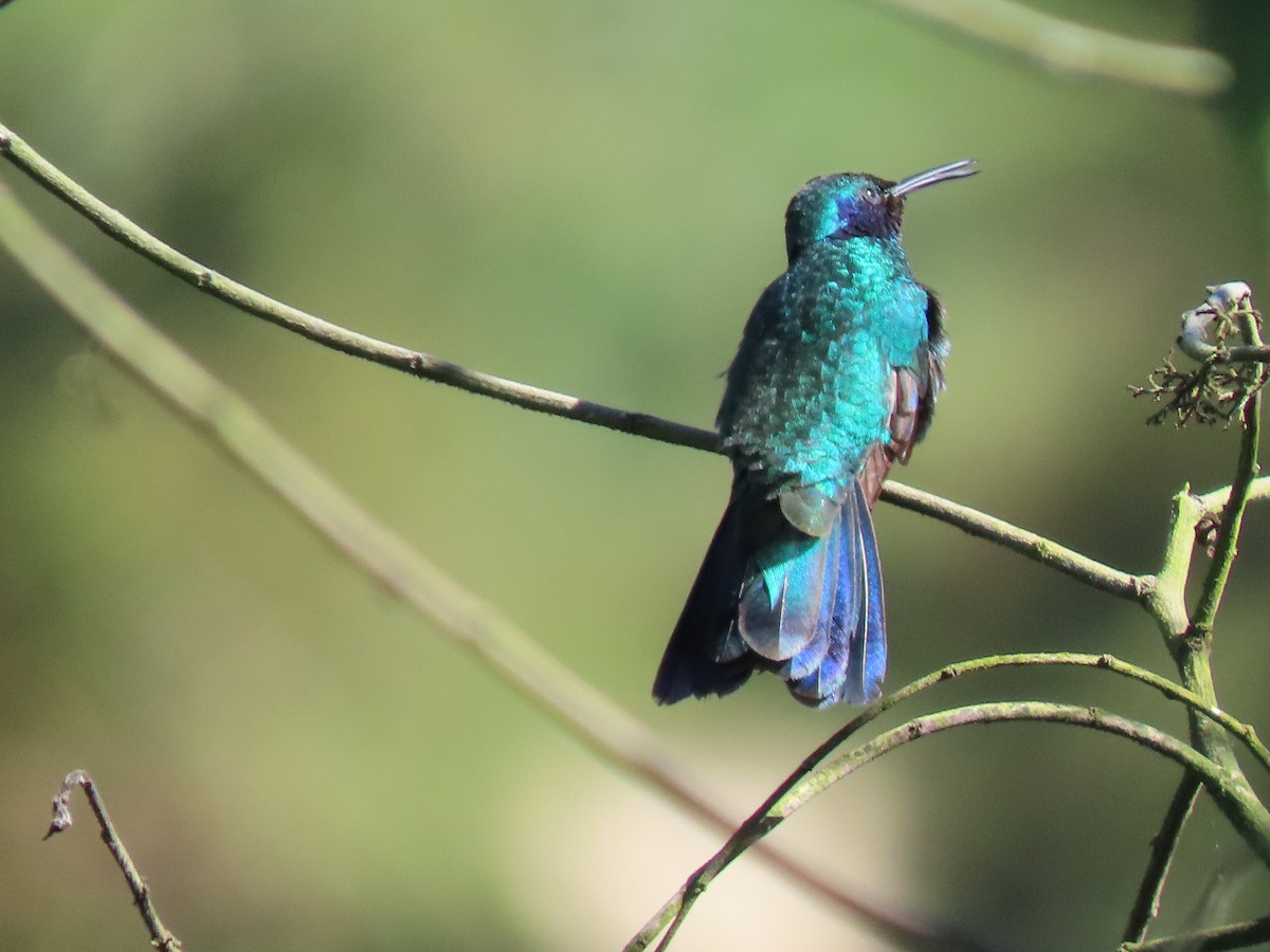kolibřík modrolící - ML417746941