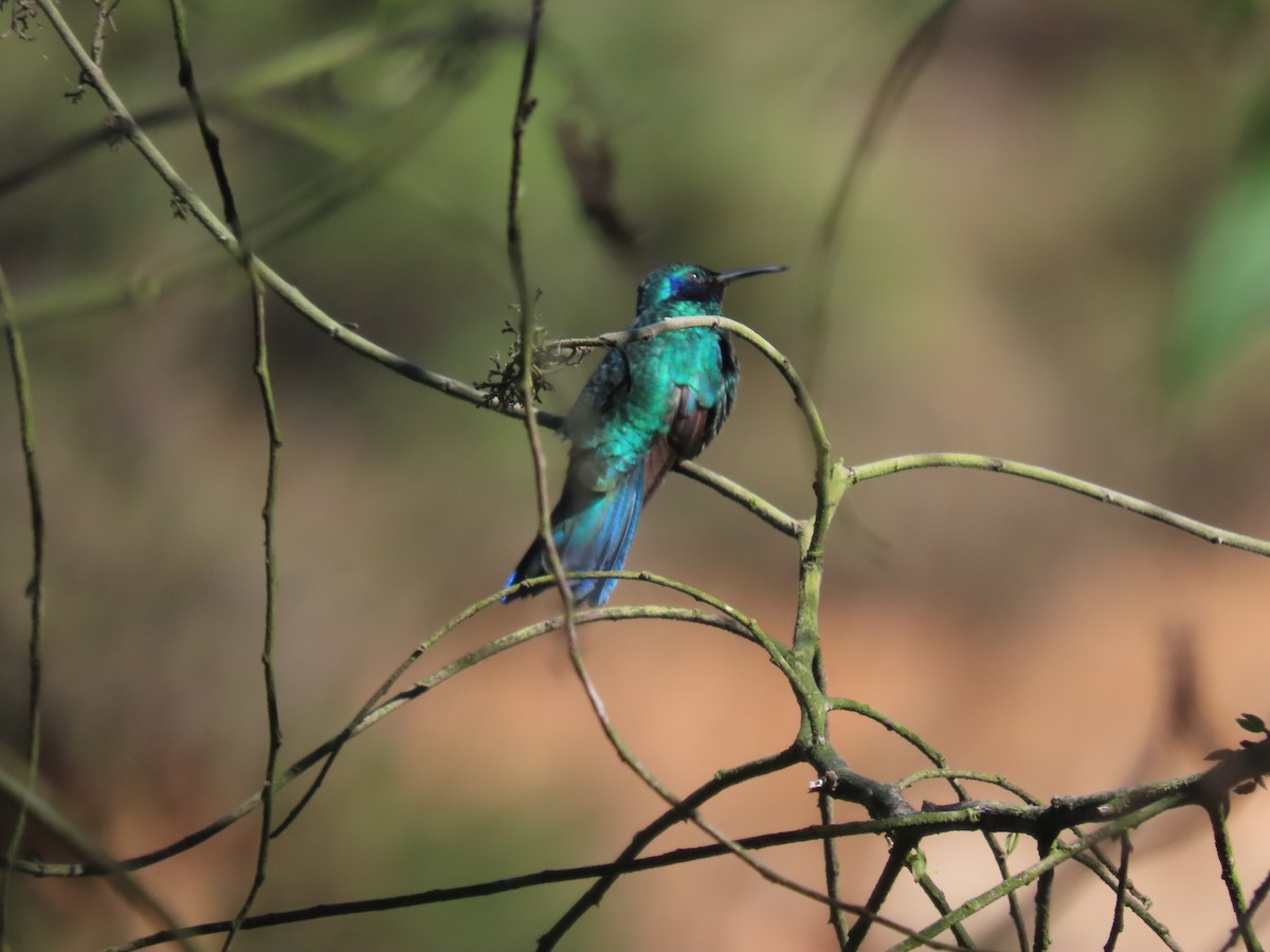 kolibřík modrolící - ML417747011