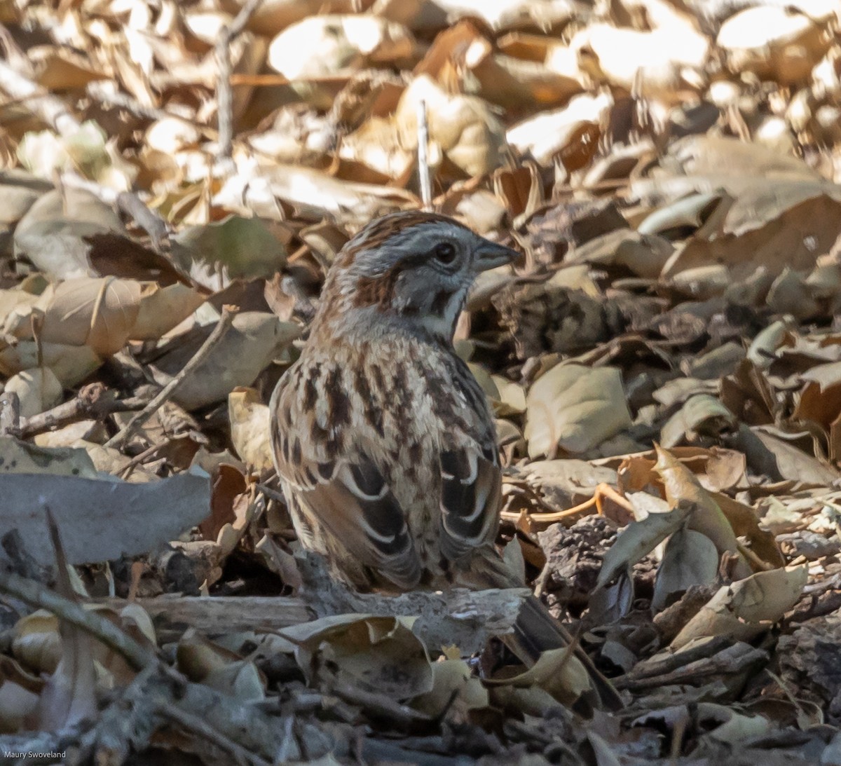 Song Sparrow - Maury Swoveland