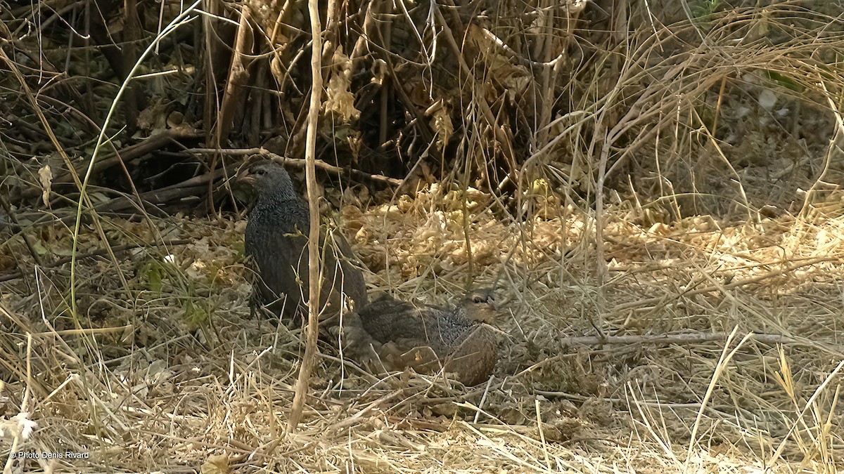 Hildebrandt's Spurfowl - ML417748161