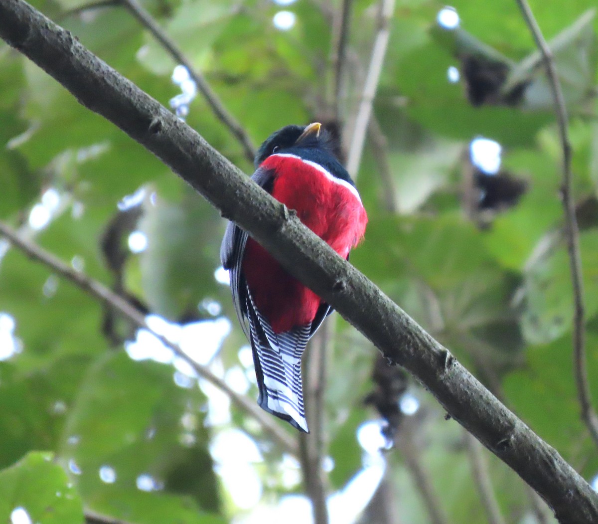 Collared Trogon - Manuel Pérez R.