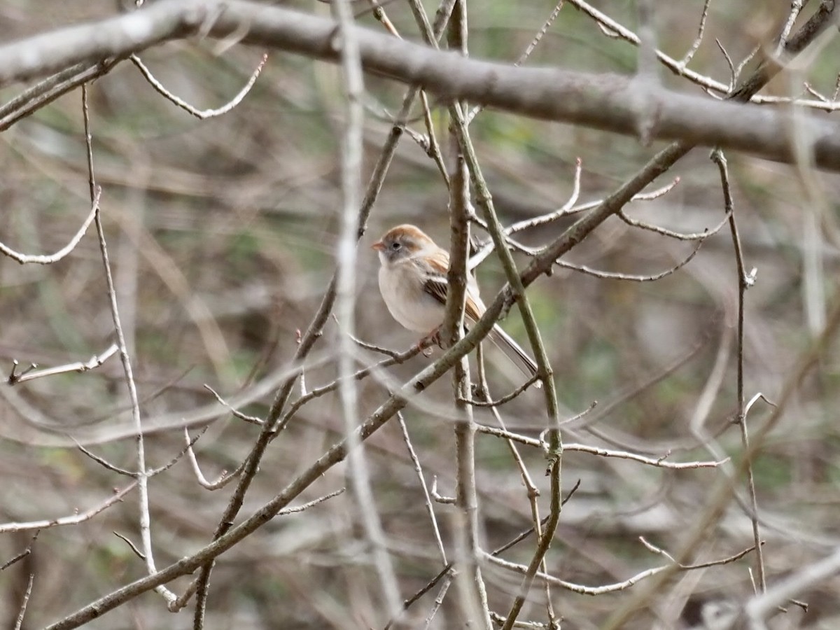 Field Sparrow - ML417748401