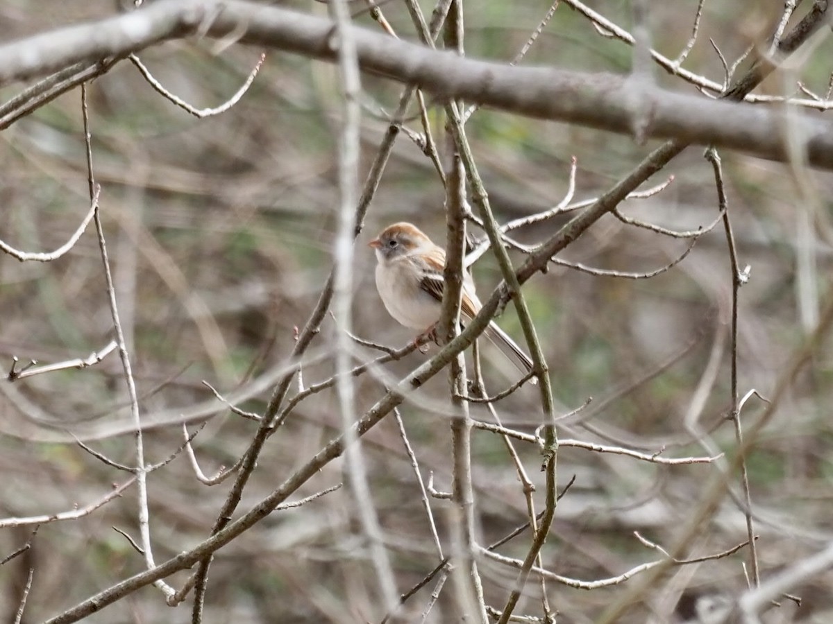 Field Sparrow - Melanie Crawford