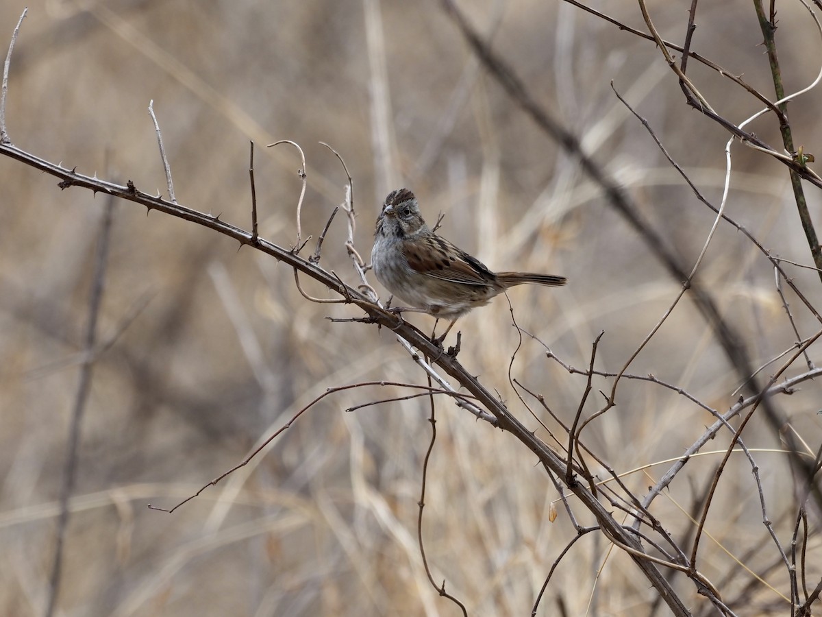 Swamp Sparrow - ML417748641