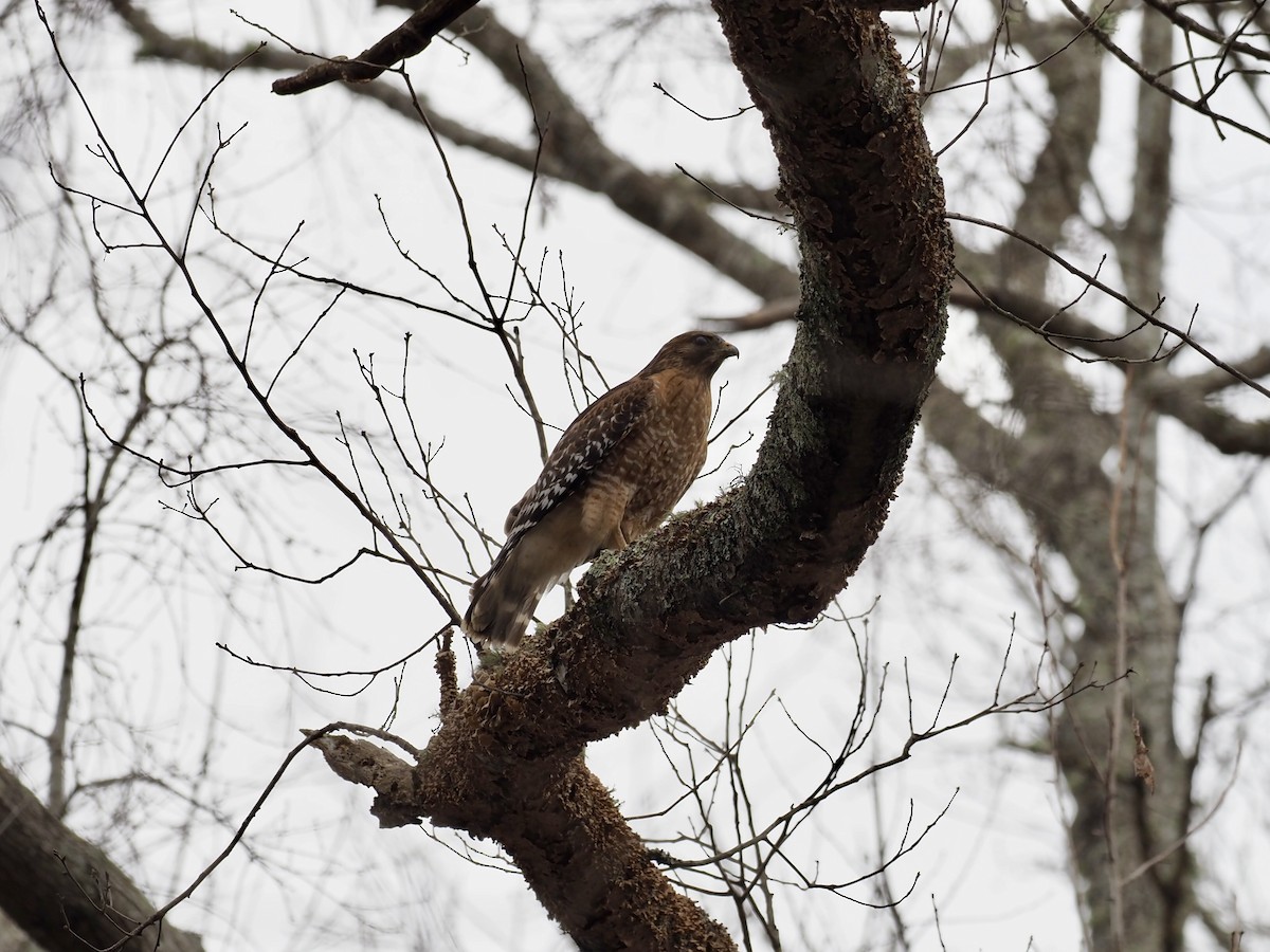 Red-shouldered Hawk - ML417750131