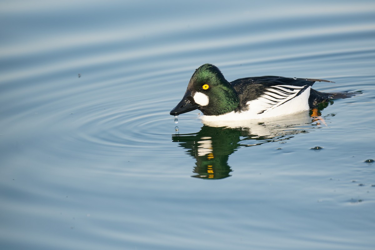 Common Goldeneye - Vincent Wang