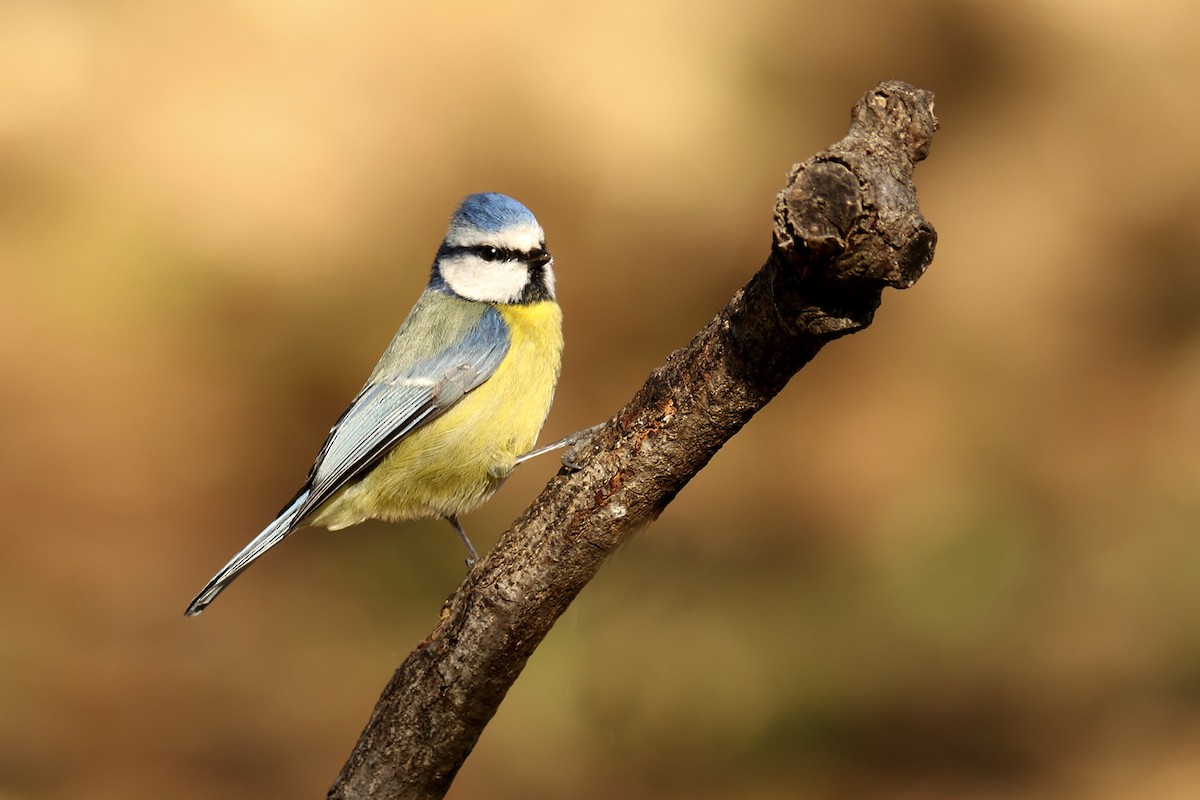 Eurasian Blue Tit - Francisco Barroqueiro