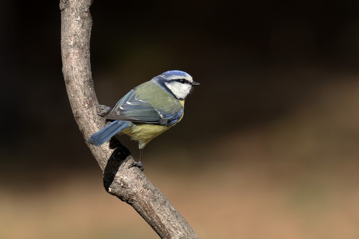 Eurasian Blue Tit - Francisco Barroqueiro