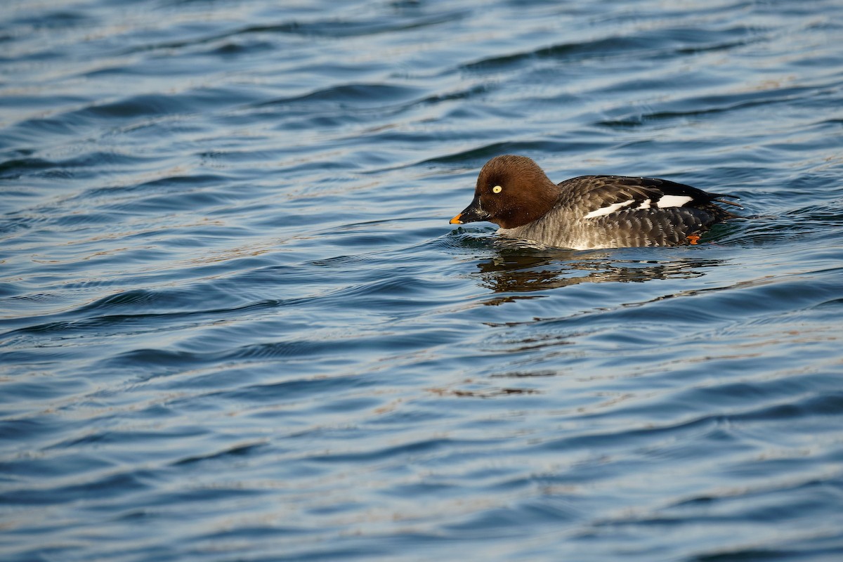 Common Goldeneye - Vincent Wang