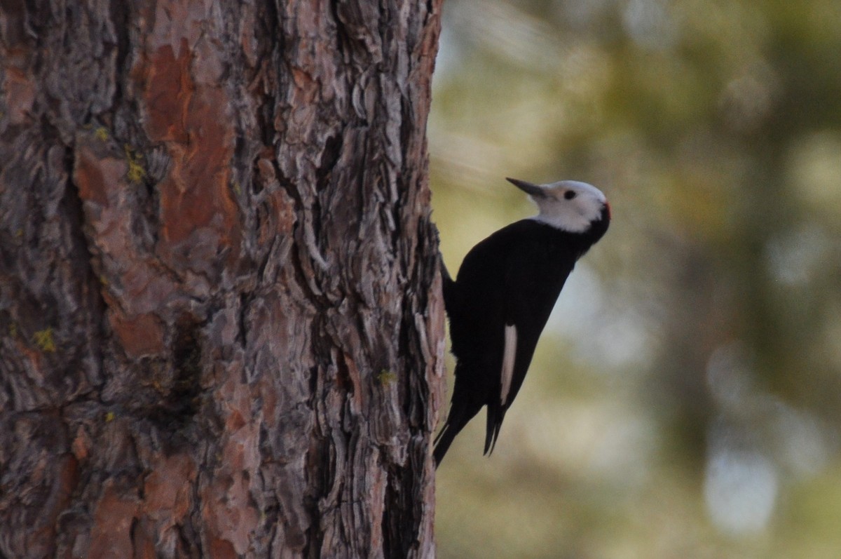 White-headed Woodpecker - ML417751981