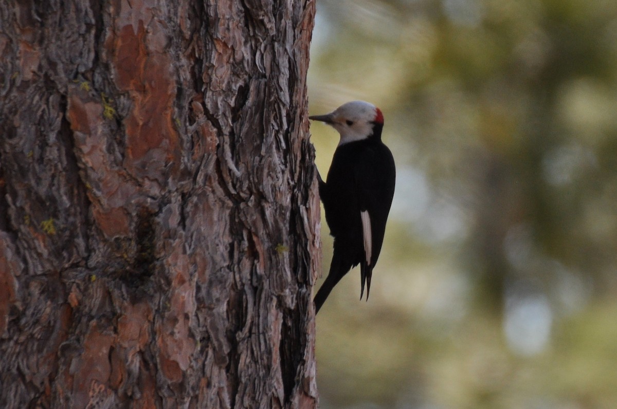 White-headed Woodpecker - ML417752231