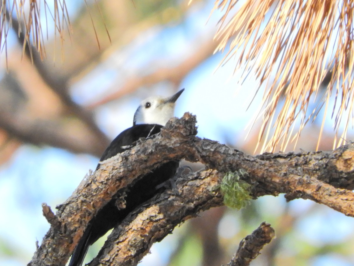 White-headed Woodpecker - ML417753421
