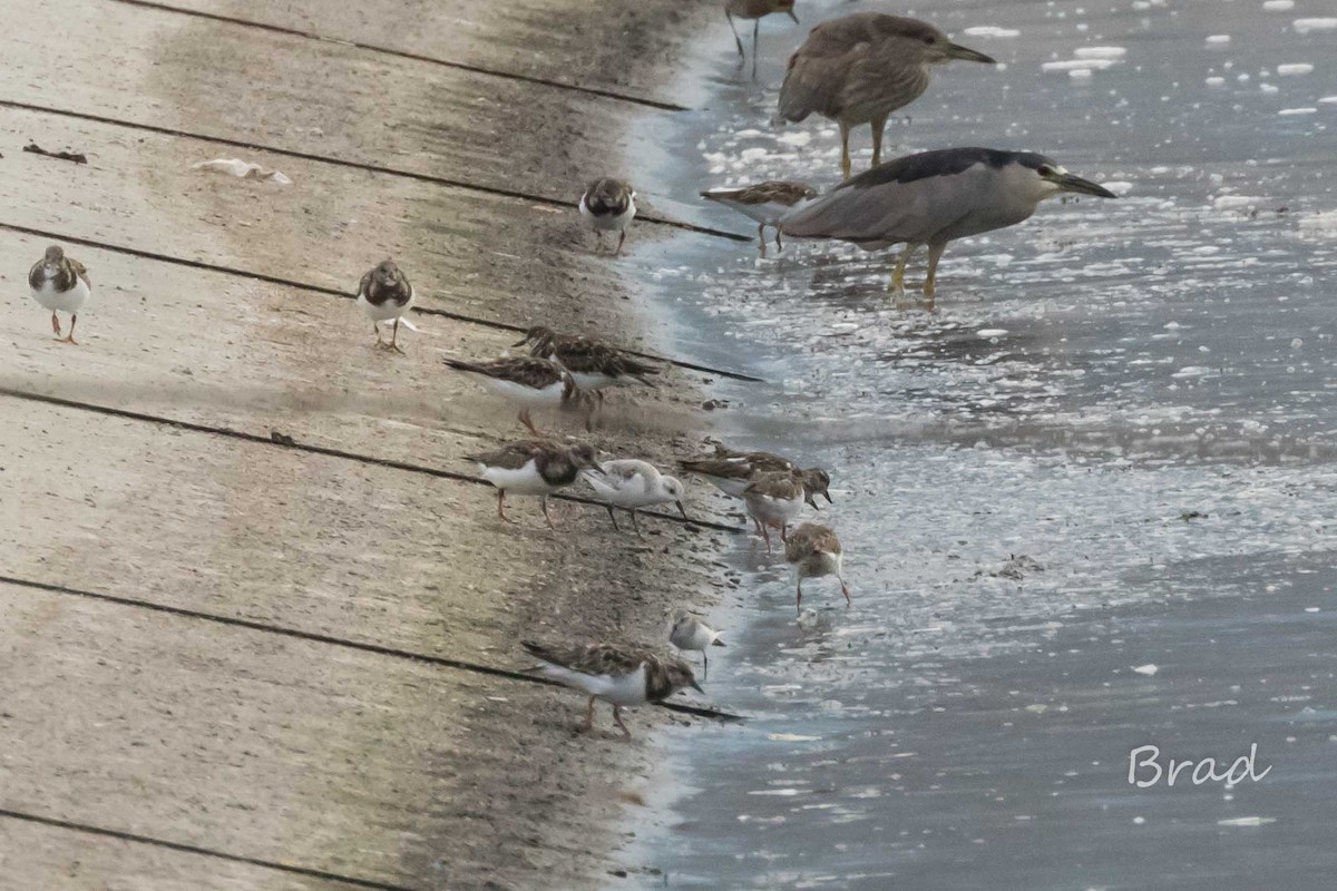 Western Sandpiper - ML41775361