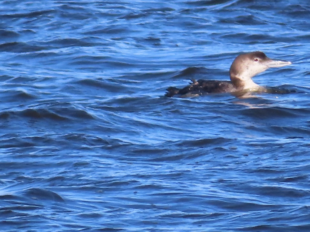 Common Loon - ML417754131