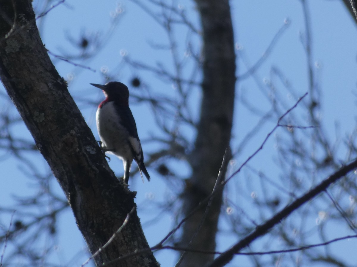 Red-headed Woodpecker - ML417754191