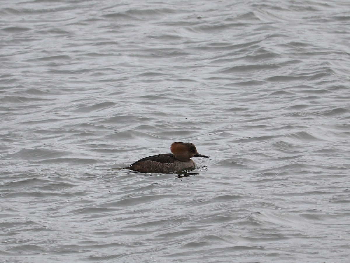 Hooded Merganser - ML417754241
