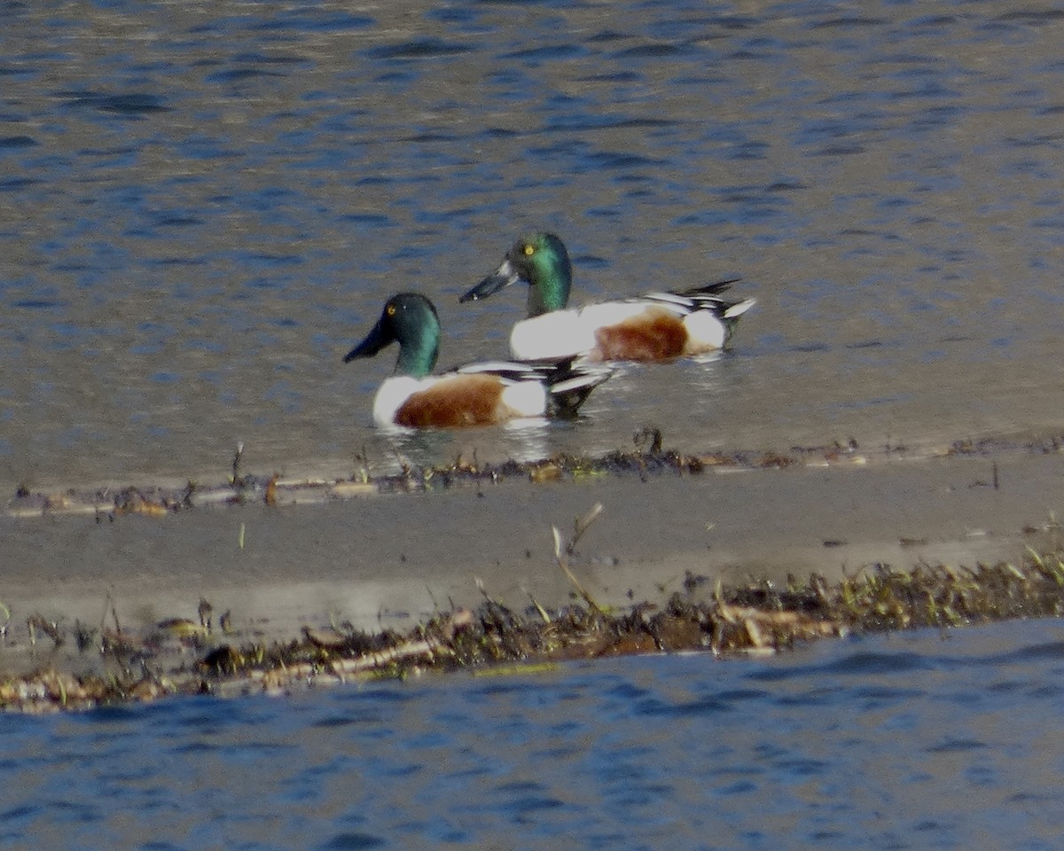 Northern Shoveler - ML417754591
