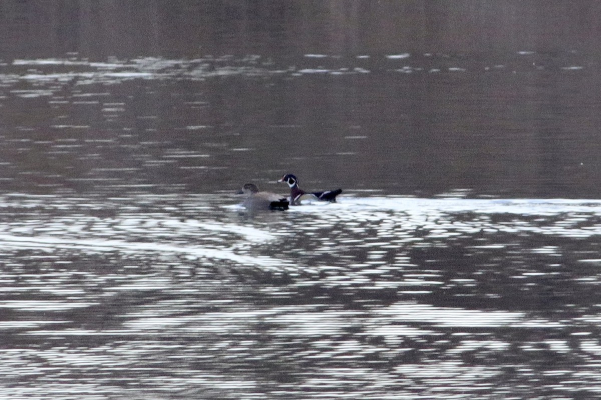 Wood Duck - ML417755011