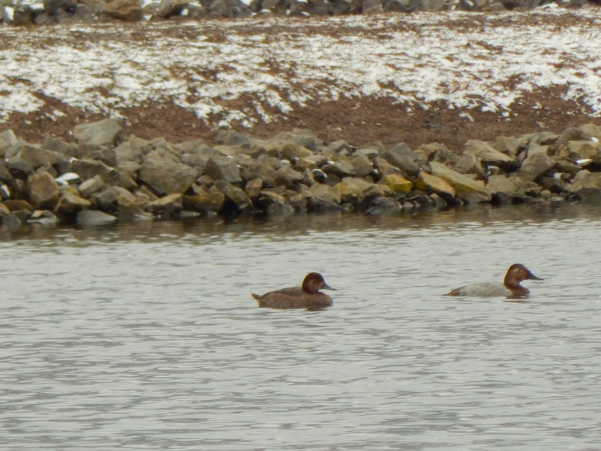 Canvasback - ML417755291