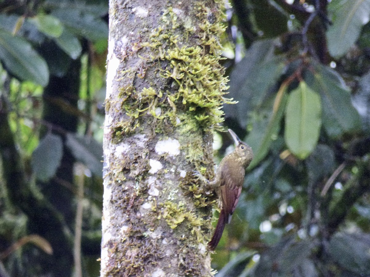 Spotted Woodcreeper - ML417755501