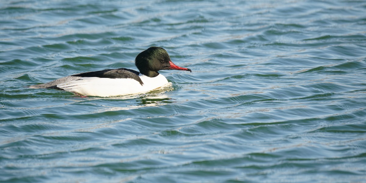 Common Merganser (Eurasian) - Vincent Wang