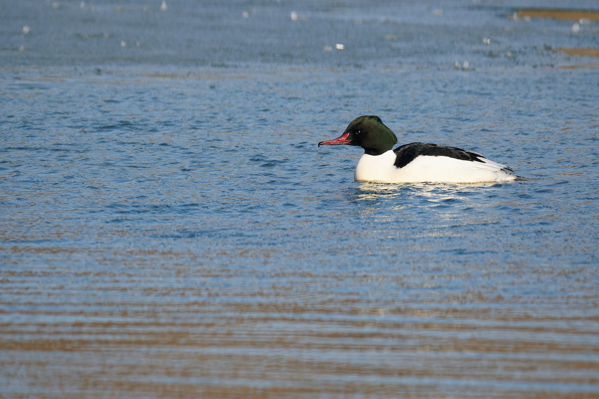 Common Merganser (Eurasian) - Vincent Wang