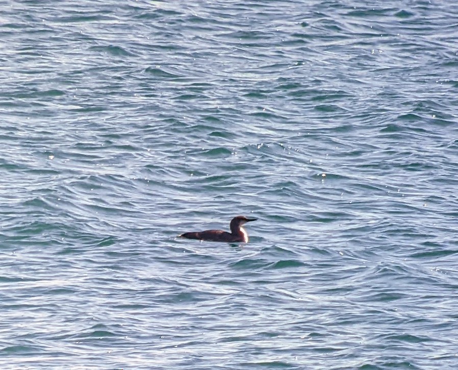 Pacific Loon - ML417756601