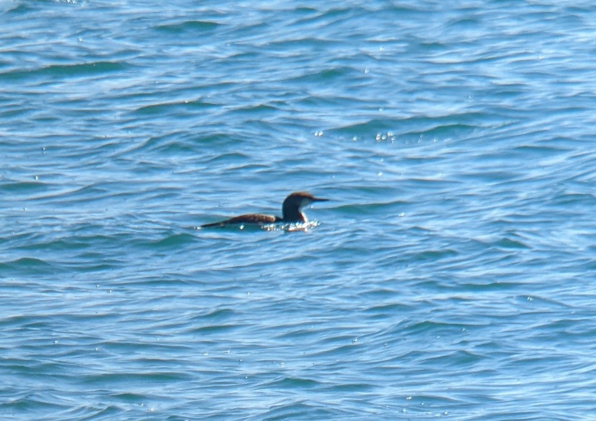 Pacific Loon - ML417756701