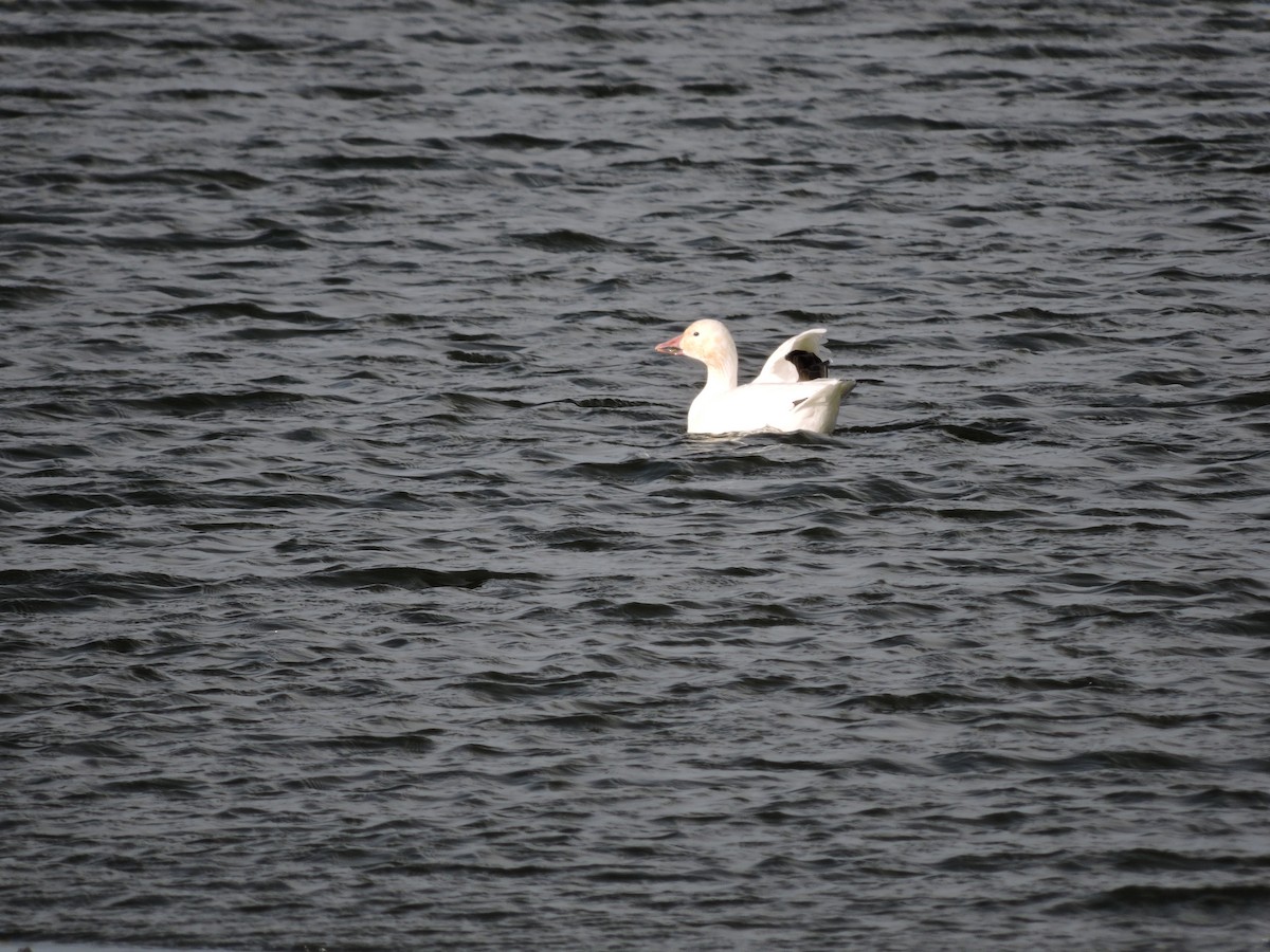 ハクガン - ML41775861