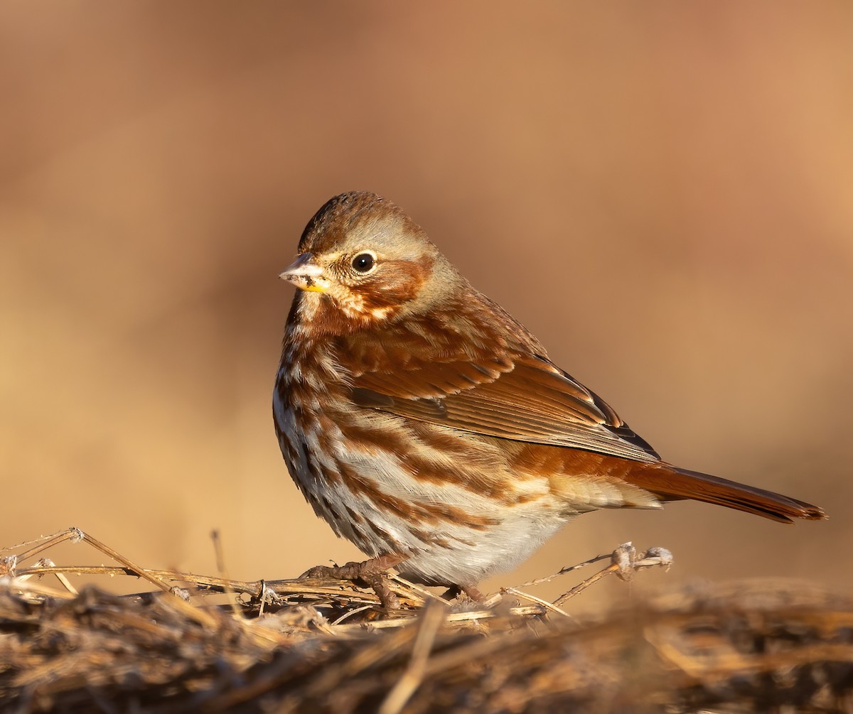 Fox Sparrow - ML417761291