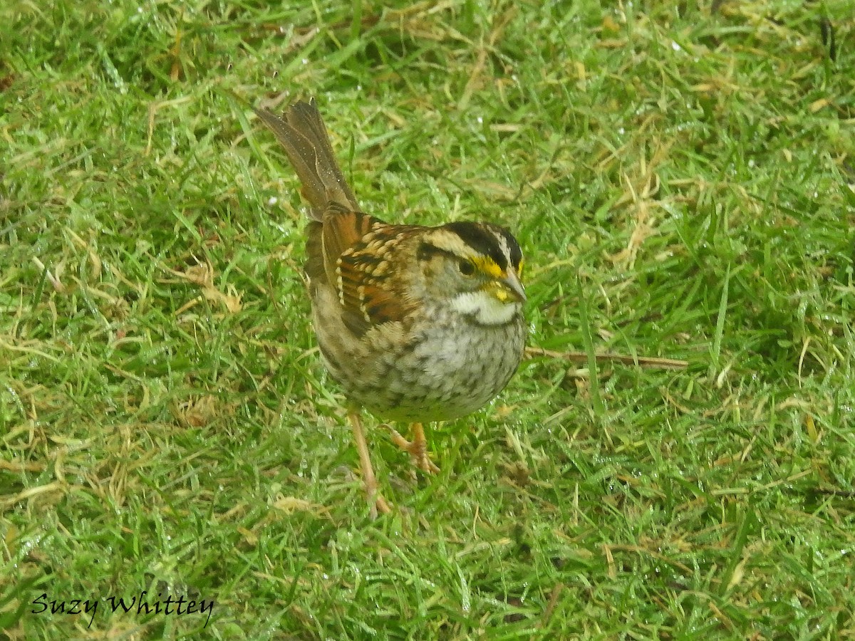 White-throated Sparrow - ML417761581